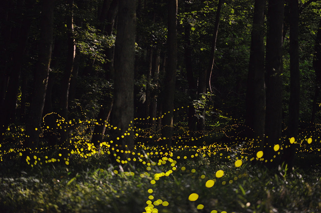 Hiramatsu: Illuminating Golden Flights