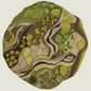 Woodland Moss