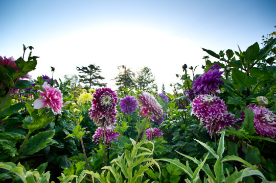 winky lewis coastal maine gardens blog