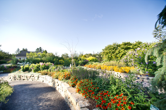 winky lewis coastal maine gardens blog