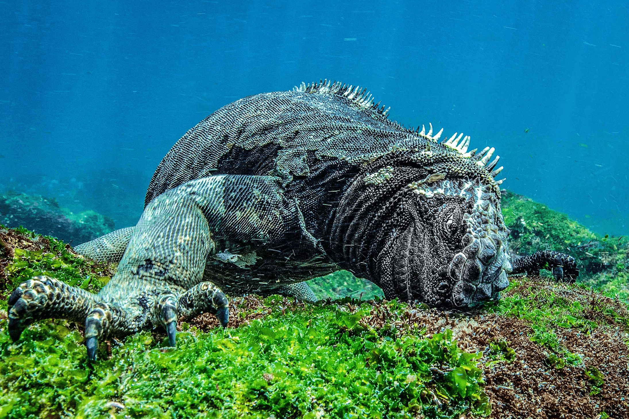 Chomping Marine Iguana, photograph by Jenny Stock