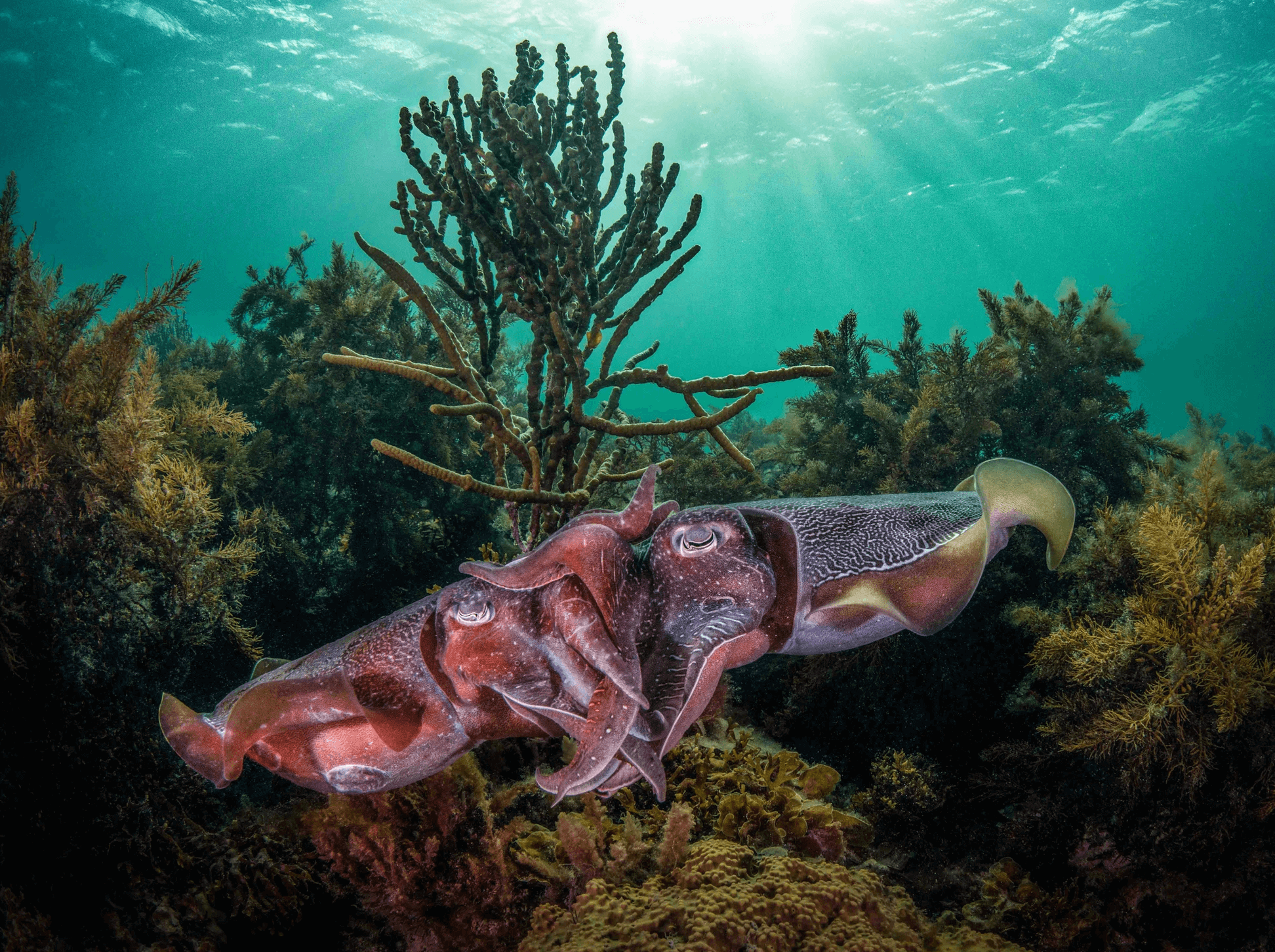 Cuttle Couple, photograph by Jenny Stock