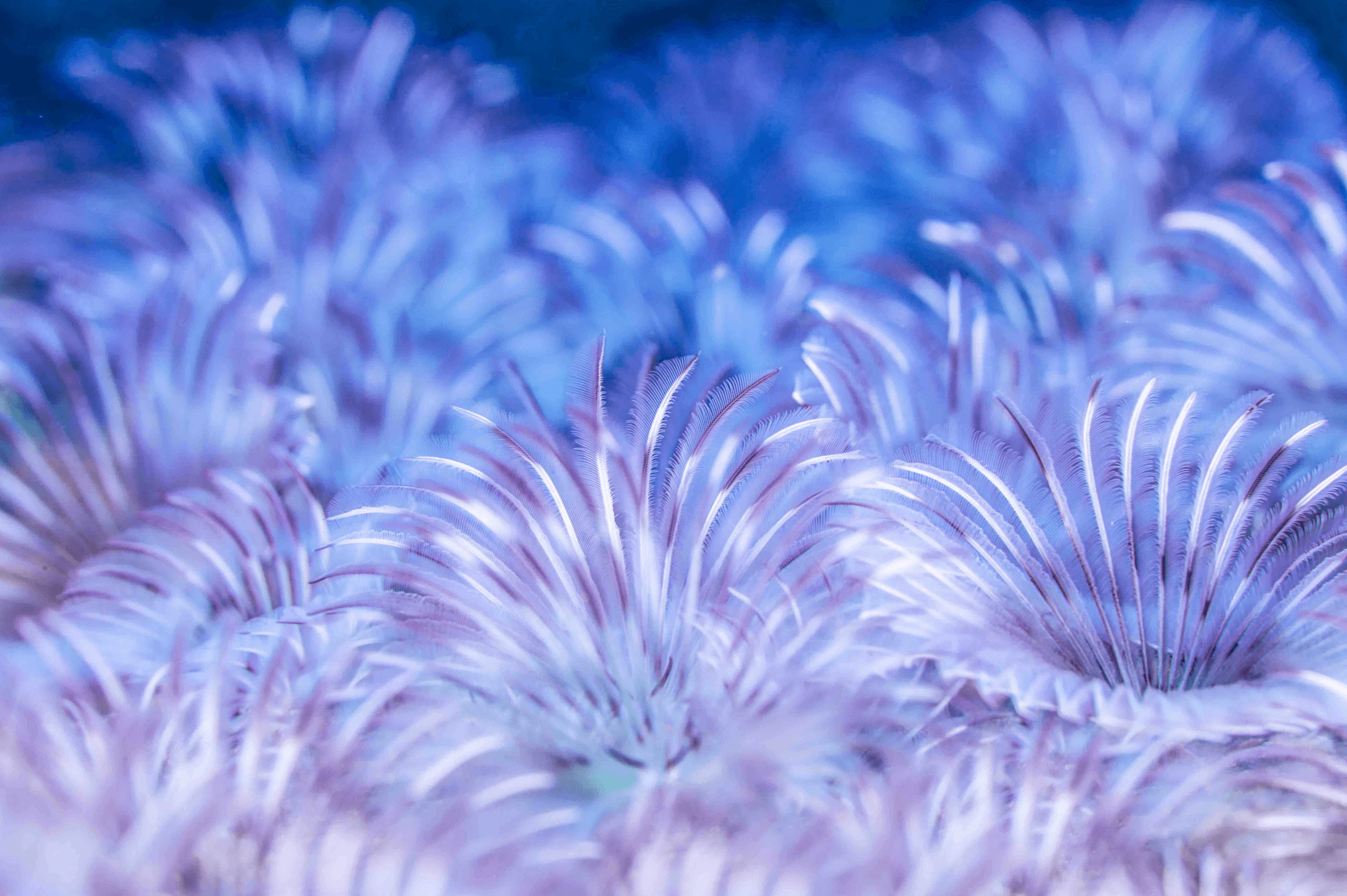 Feather Dusters, photograph by Jenny Stock