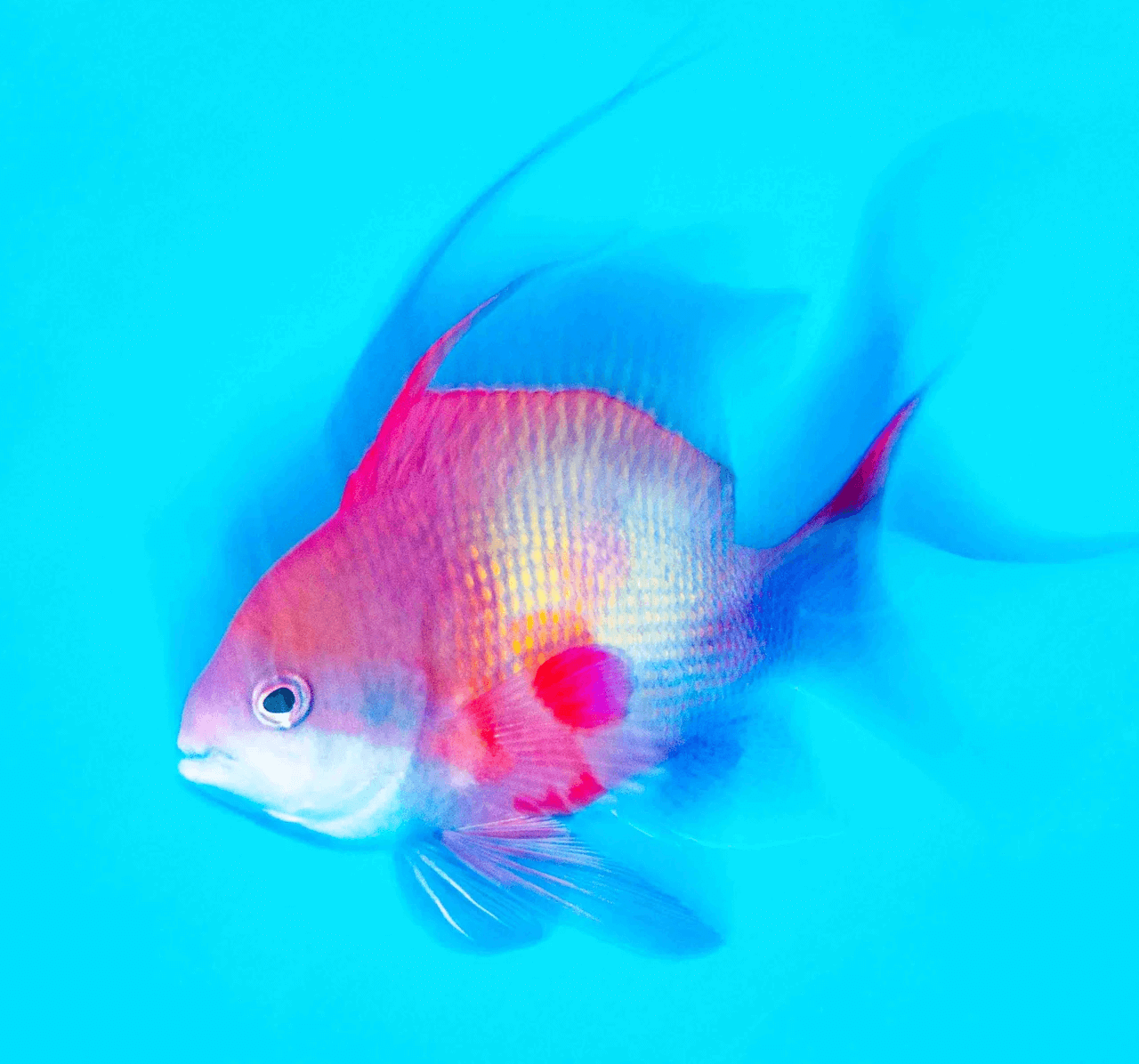 Anthias, photograph by Jenny Stock