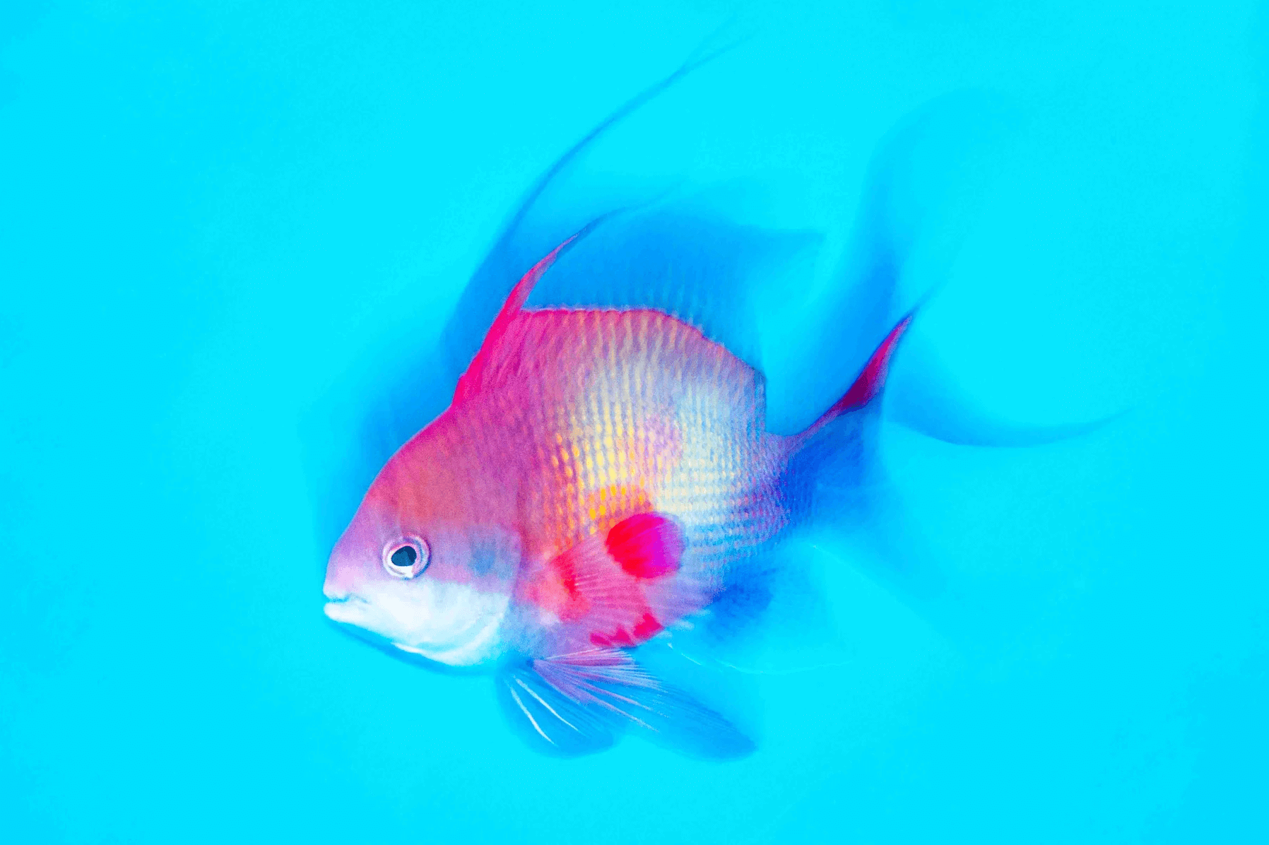 Anthias, photograph by Jenny Stock