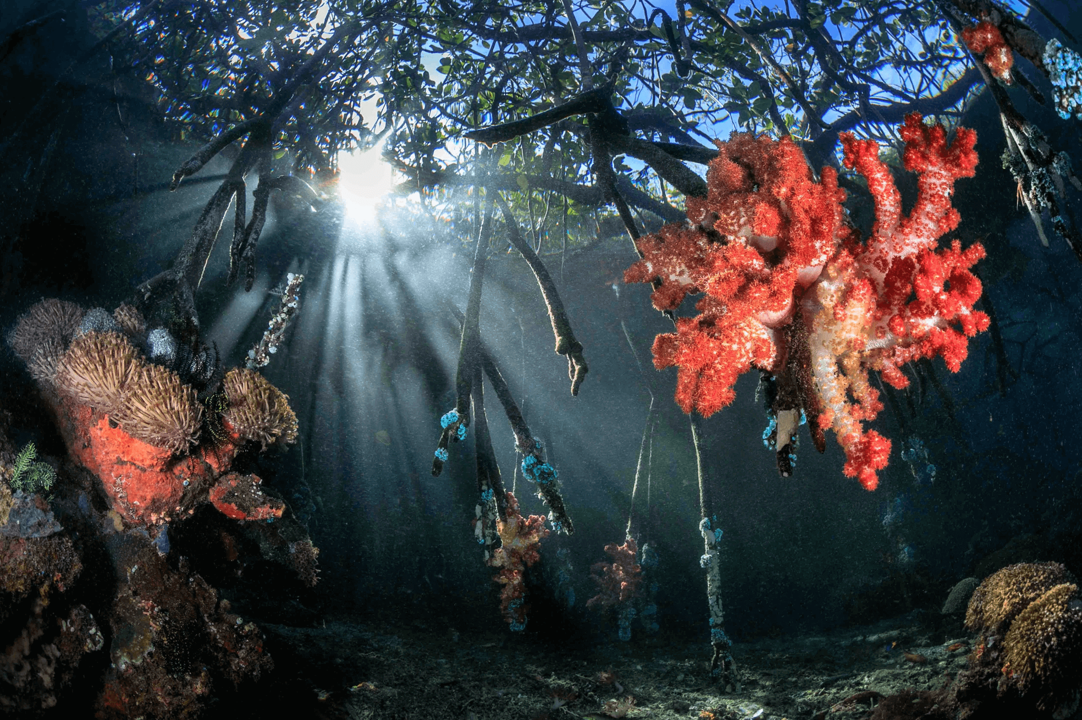 Mangrove Heart and Lungs photograph by Jenny Stock