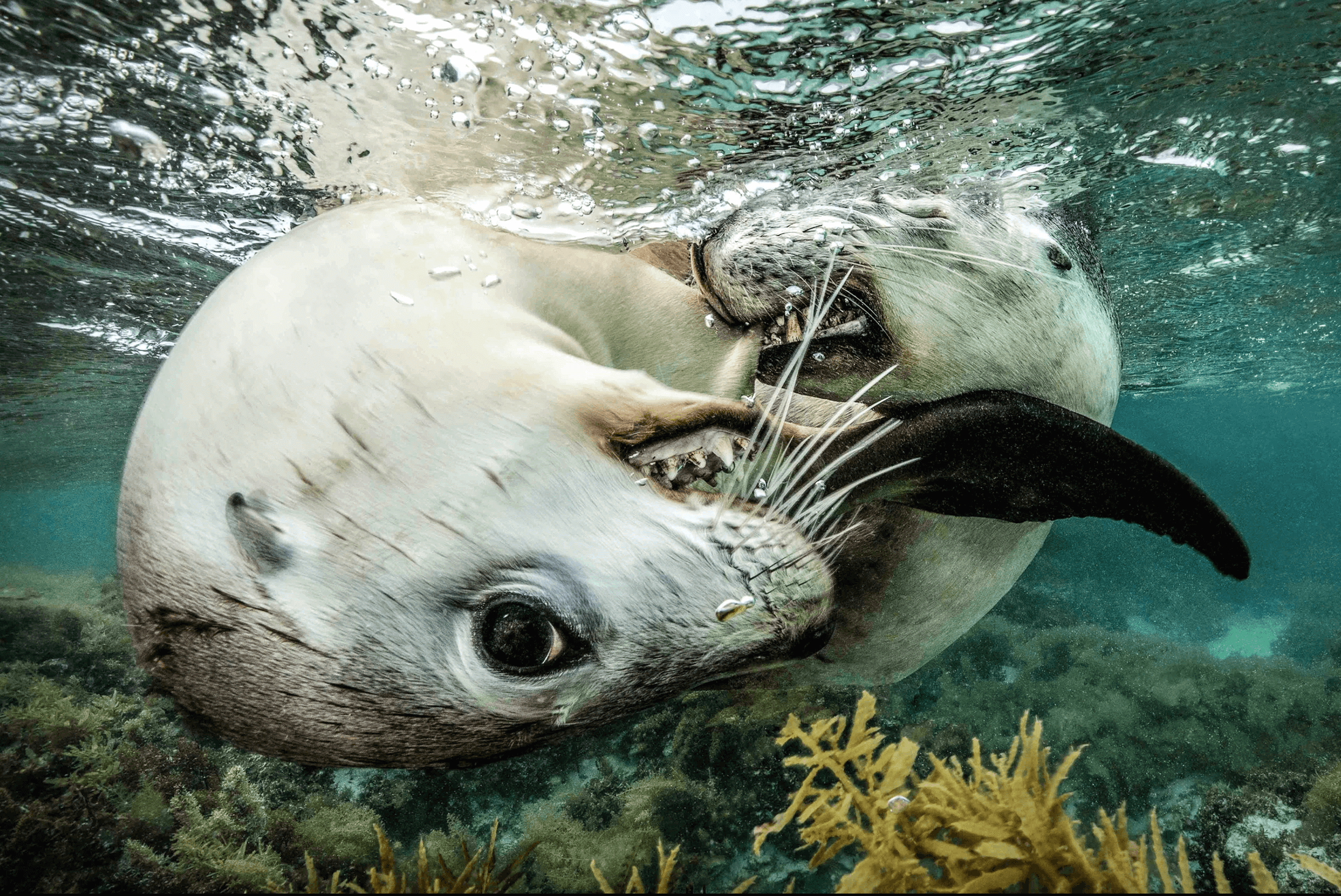 Sea lion. Photograph by Jenny Stock