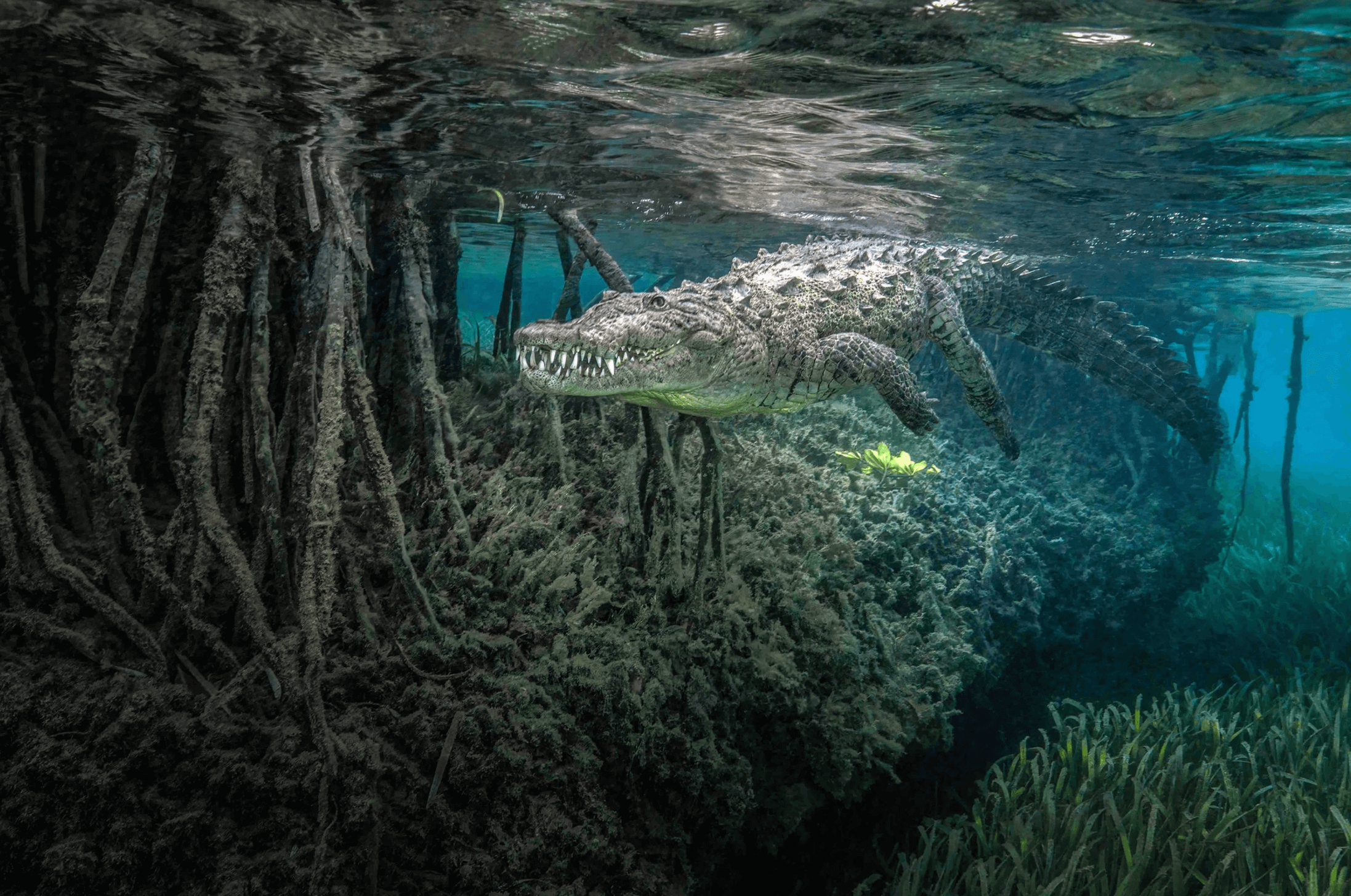 American Crocodile photograph by Jenny Stock